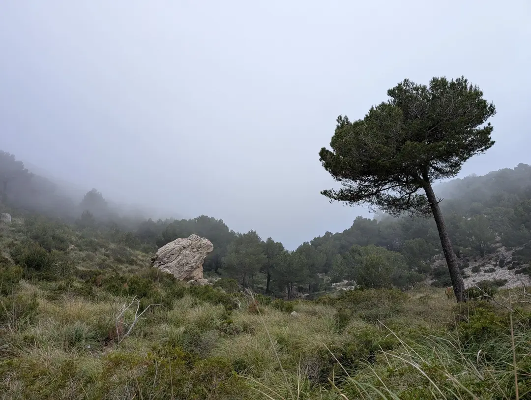 Tree in the cloud